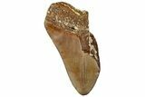 Partial, Fossil Megalodon Tooth From Morocco - Rare Location #312835-1